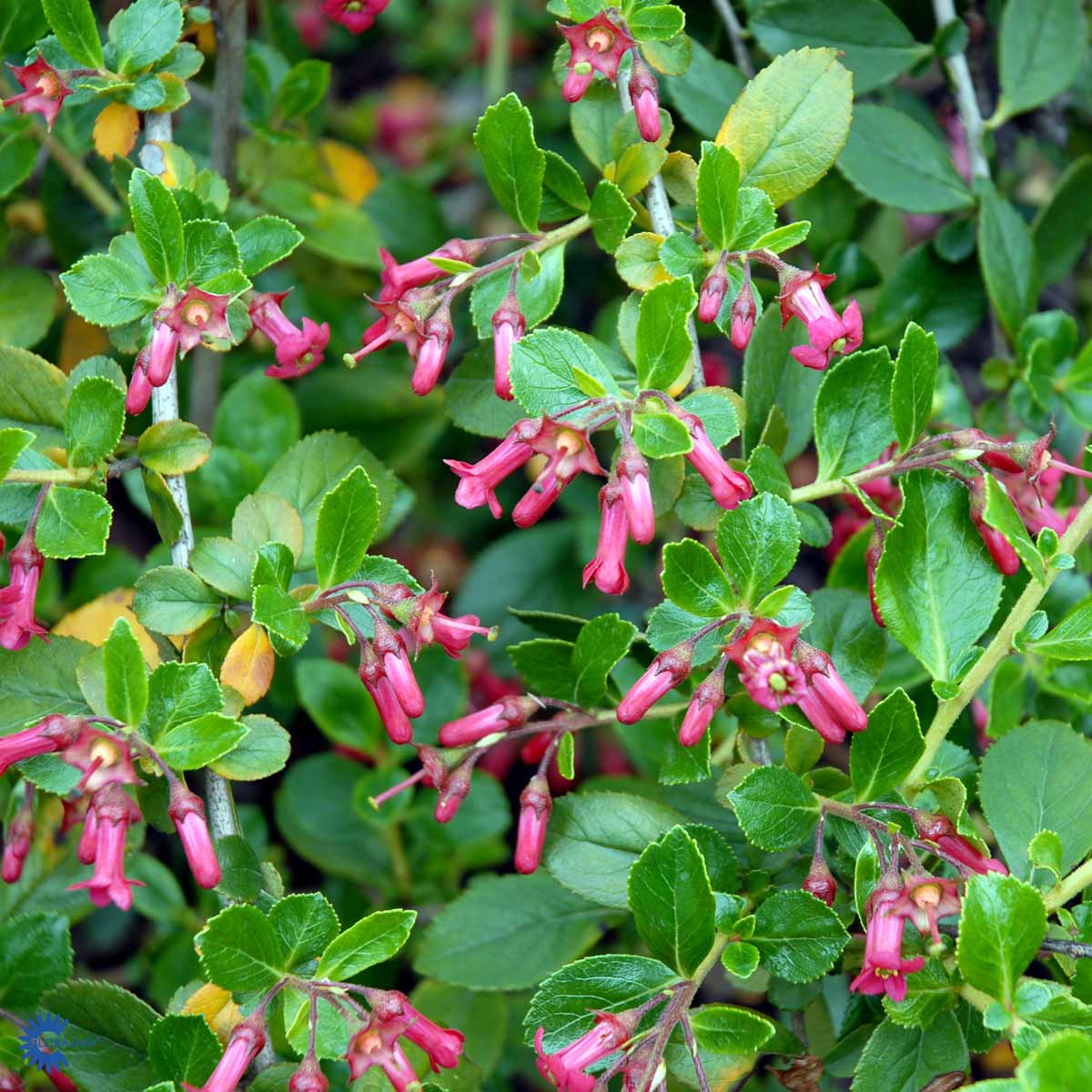 Bilde av Escallonia 'Red Dream'-Spanne Plantesalg