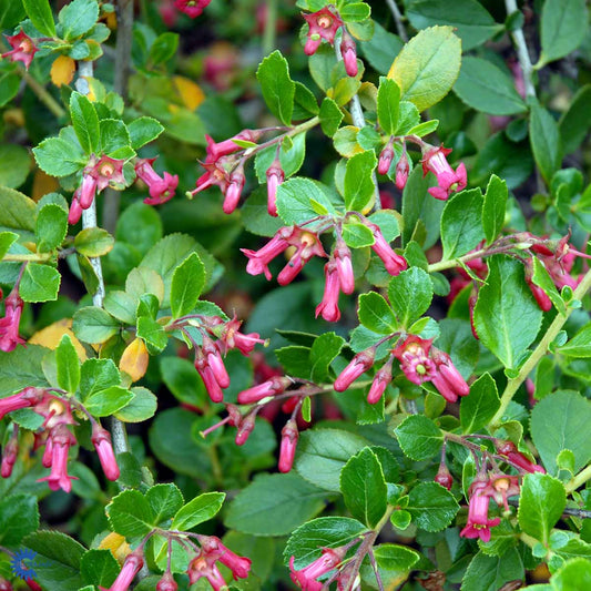 Bilde av Escallonia 'Red Dream'-Spanne Plantesalg