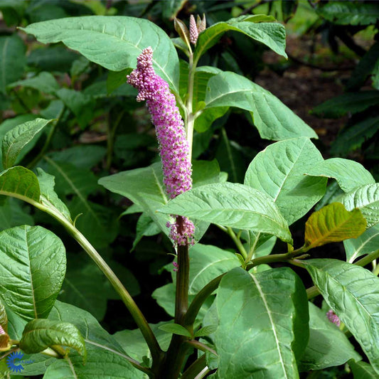 Bilde av Phytolacca acinosa-Spanne Plantesalg