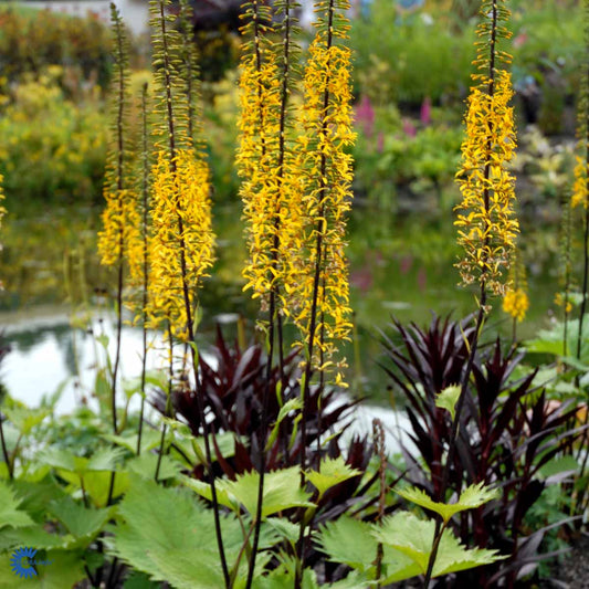 Bilde av Ligularia stenoc. 'The Rocket'-Spanne Plantesalg