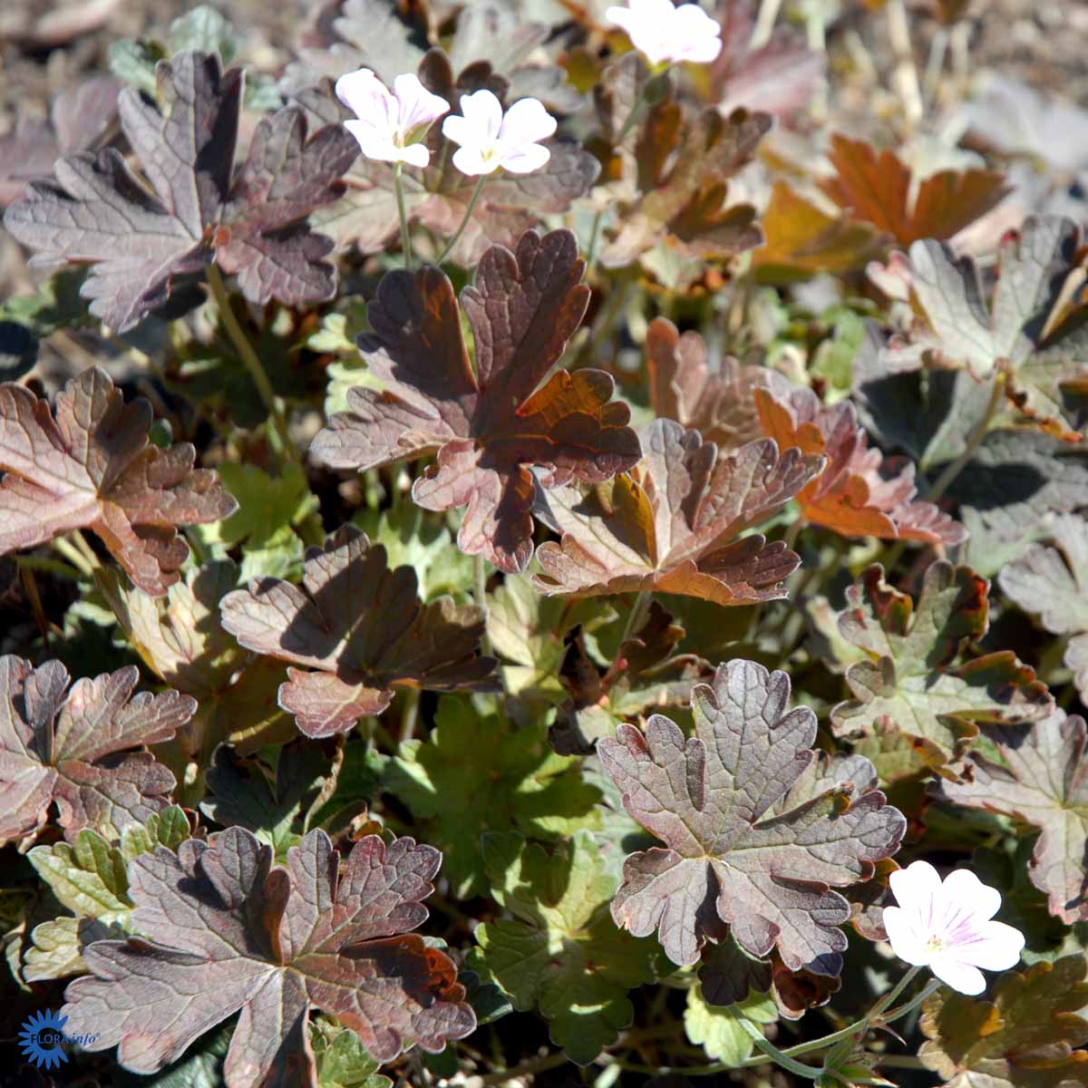 Bilde av Geranium Dusky Crug-Spanne Plantesalg