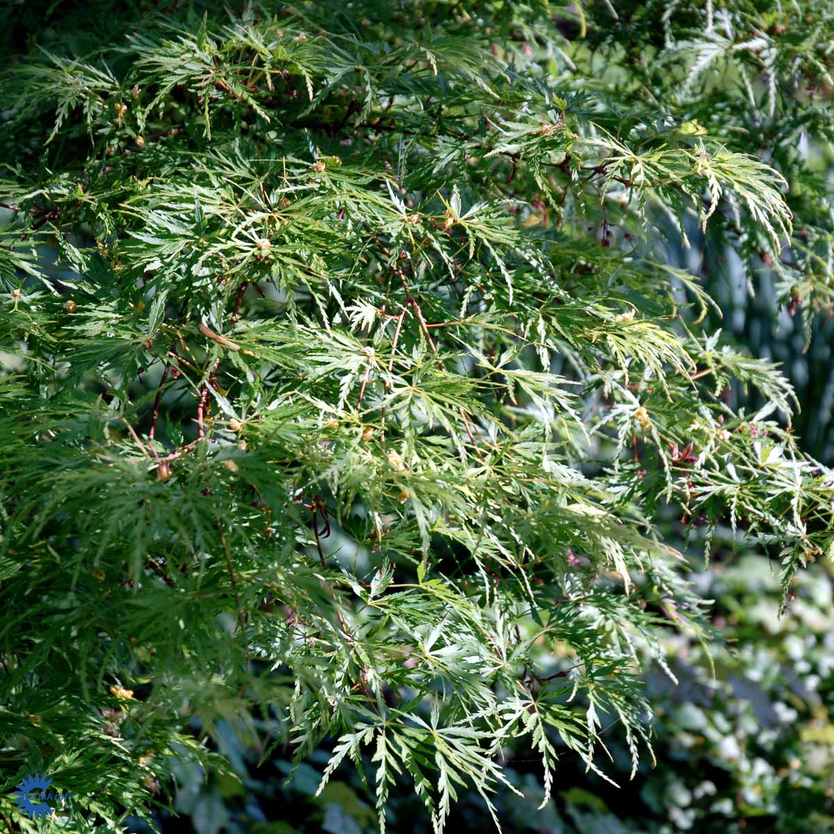 Bilde av Acer palm. 'Seiryu'-Spanne Plantesalg