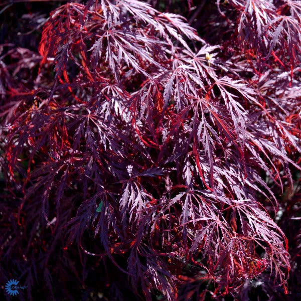 Bilde av Acer palm. 'Dissectum Garnet'-Spanne Plantesalg