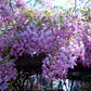 Bilde av Wisteria flor. Rosea ('Honbeni')-Spanne Plantesalg