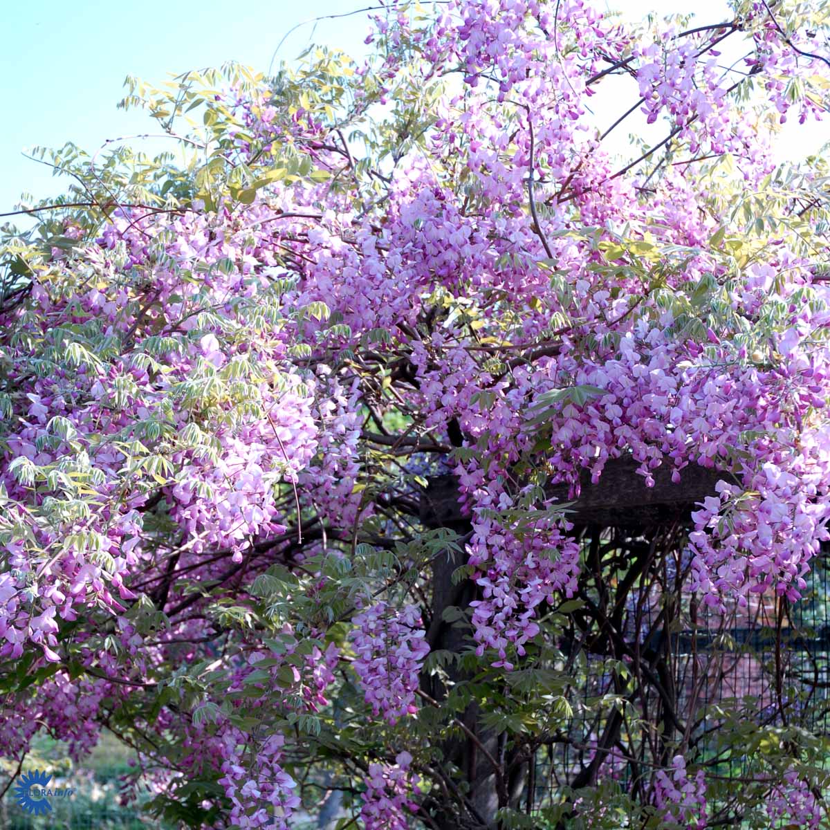 Bilde av Wisteria flor. Rosea ('Honbeni')-Spanne Plantesalg