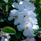 Bilde av Exochorda 'The Bride'-Spanne Plantesalg