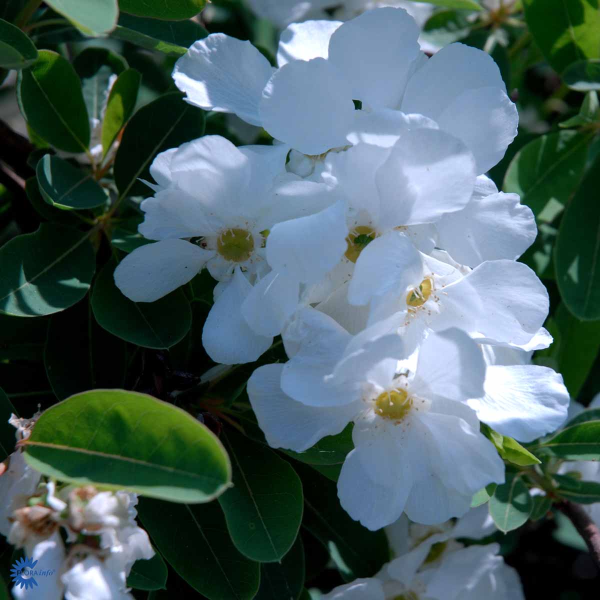 Bilde av Exochorda 'The Bride'-Spanne Plantesalg