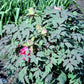 Bilde av Paeonia suffruticosa-Spanne Plantesalg