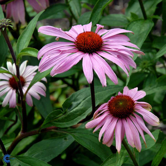 Bilde av Echinacea purpurea-Spanne Plantesalg