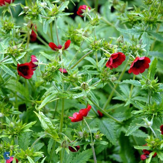 Bilde av Potentilla th. 'Monarch's Velvet'-Spanne Plantesalg