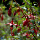 Bilde av Fuchsia 'Riccartonii'-Spanne Plantesalg