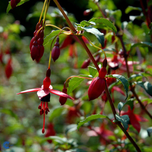 Bilde av Fuchsia 'Riccartonii'-Spanne Plantesalg