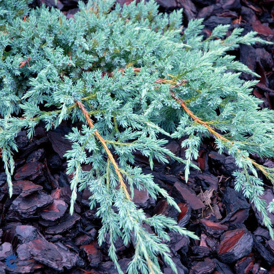 Bilde av Juniperus squam. 'Blue Carpet'-Spanne Plantesalg