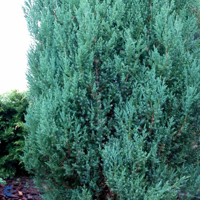 Bilde av Juniperus chin. 'Stricta'-Spanne Plantesalg