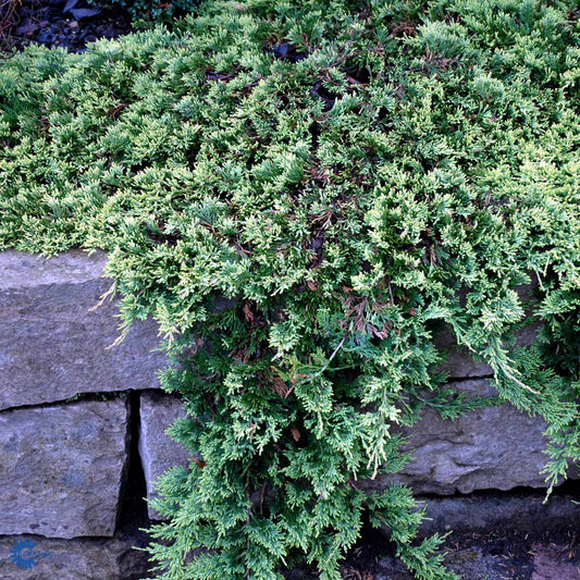 Bilde av Juniperus hor. 'Golden Carpet'-Spanne Plantesalg