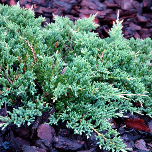 Bilde av Juniperus hor. 'Prince of Wales'-Spanne Plantesalg