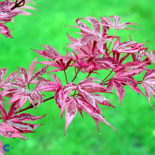 Bilde av Acer palmatum 'Shirazz'-Spanne Plantesalg