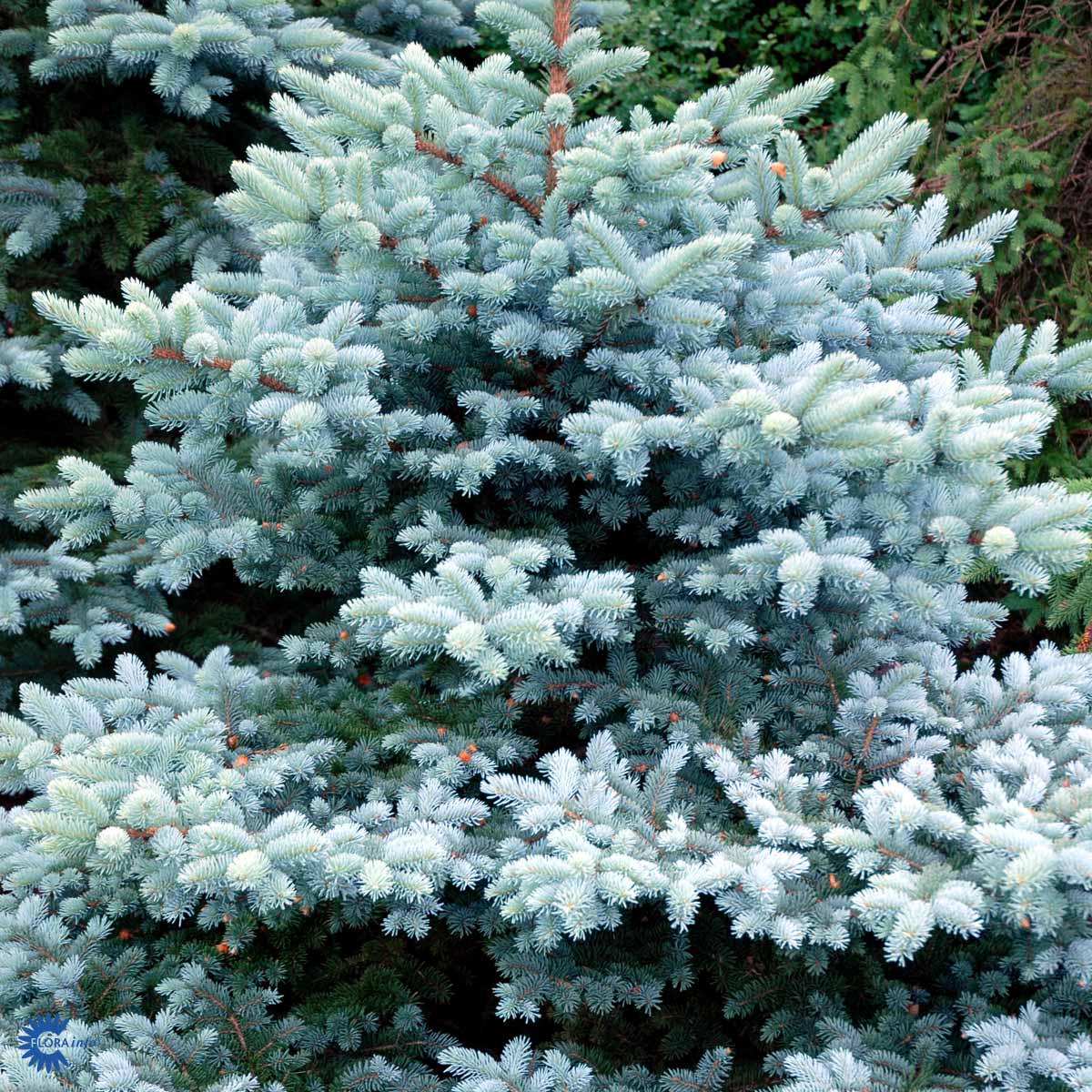 Bilde av Picea pungens 'Glauca Globosa' C5-Spanne Plantesalg