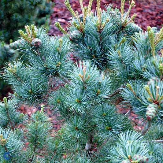 Bilde av Pinus Parviflora Negishi-Spanne Plantesalg