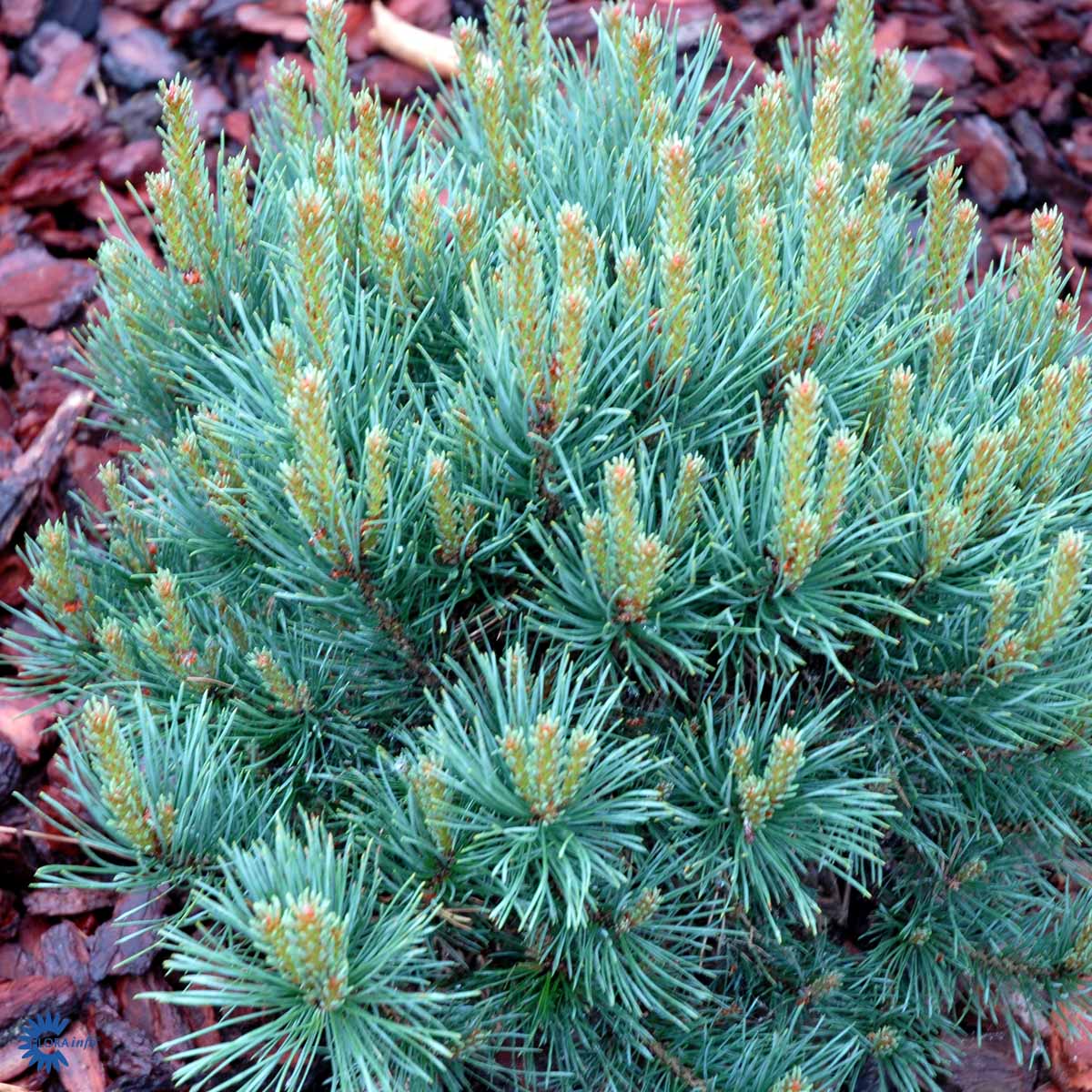 Bilde av Pinus sylv. 'Watereri'-Spanne Plantesalg