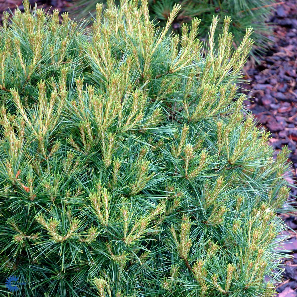 Bilde av Pinus Strobus Minima-Spanne Plantesalg