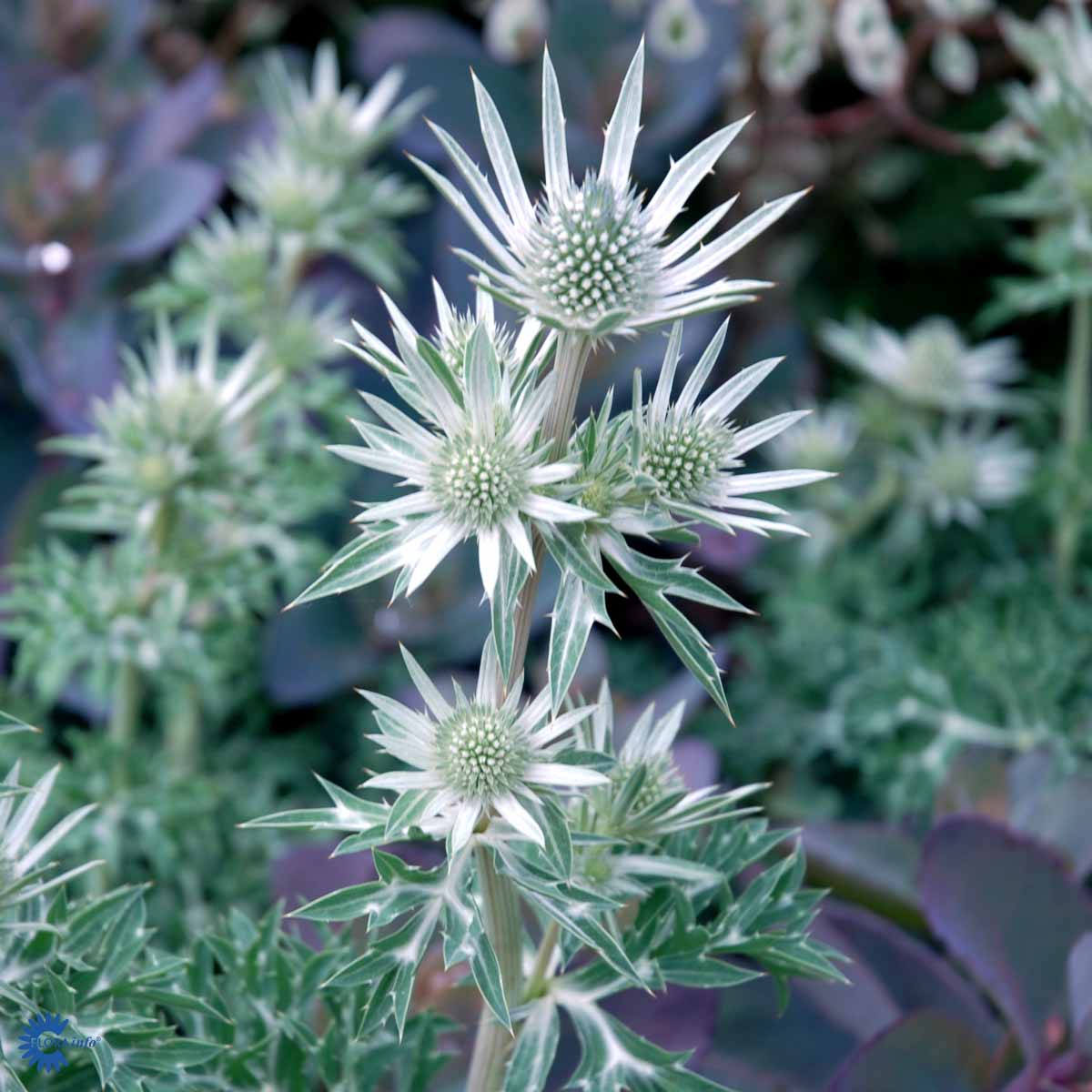 Bilde av Eryngium bourgatii-Spanne Plantesalg