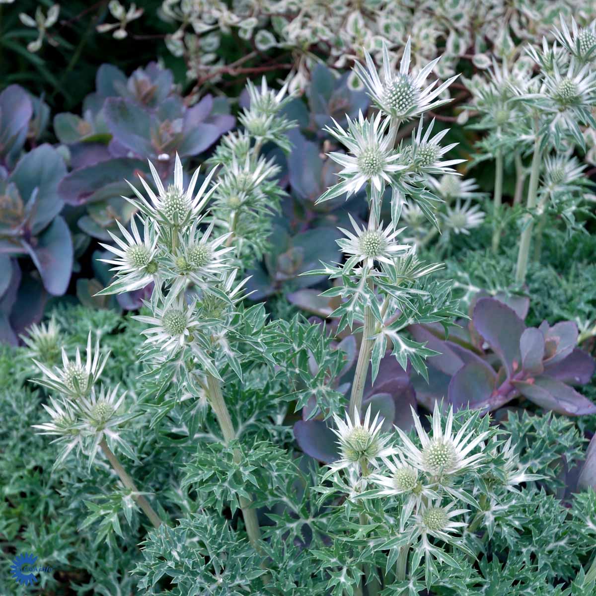 Bilde av Eryngium bourgatii-Spanne Plantesalg