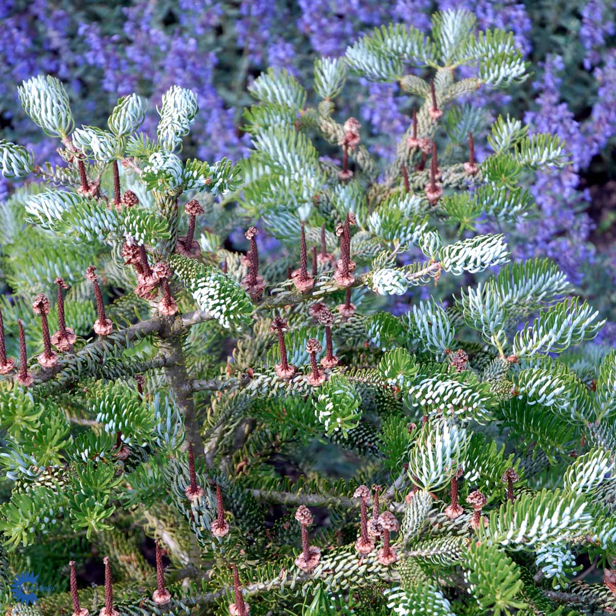 Bilde av Abies koreana 'Silberlocke'-Spanne Plantesalg