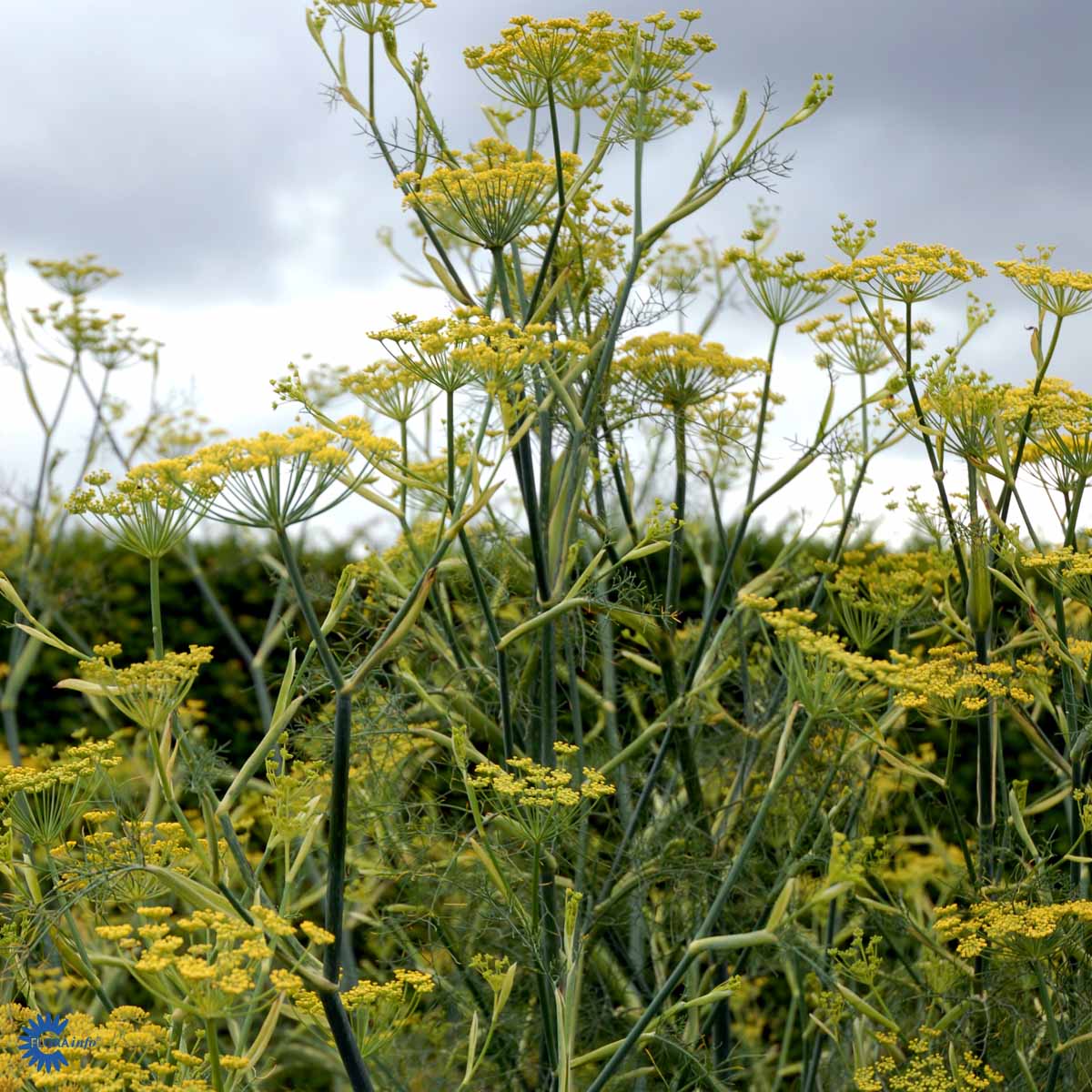 Bilde av Foeniculum vulgare-Spanne Plantesalg