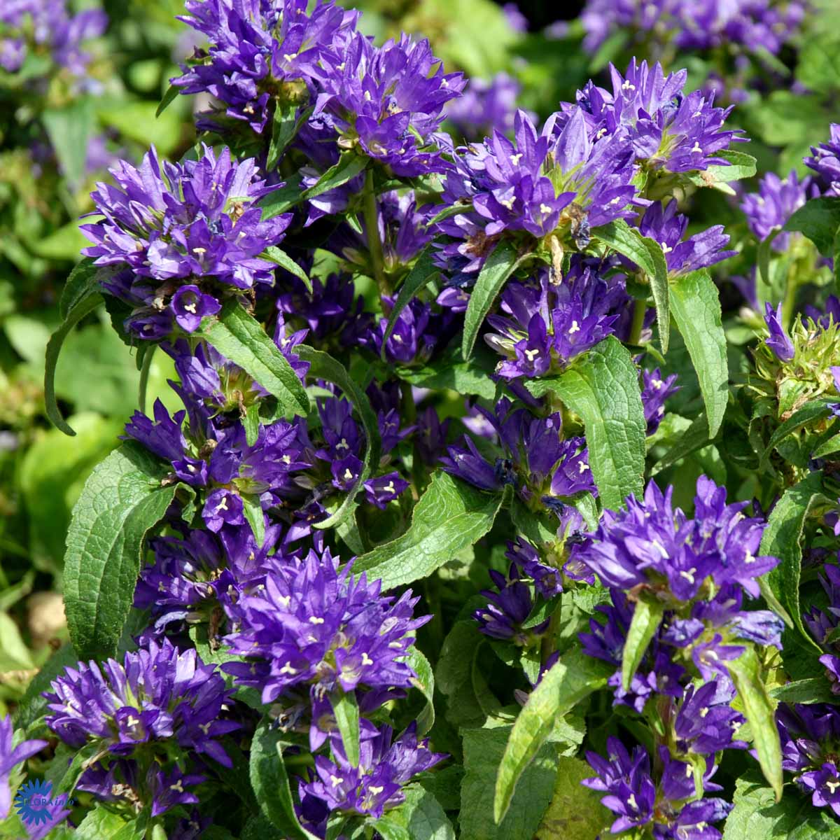 Bilde av Campanula glom. 'Superba'-Spanne Plantesalg