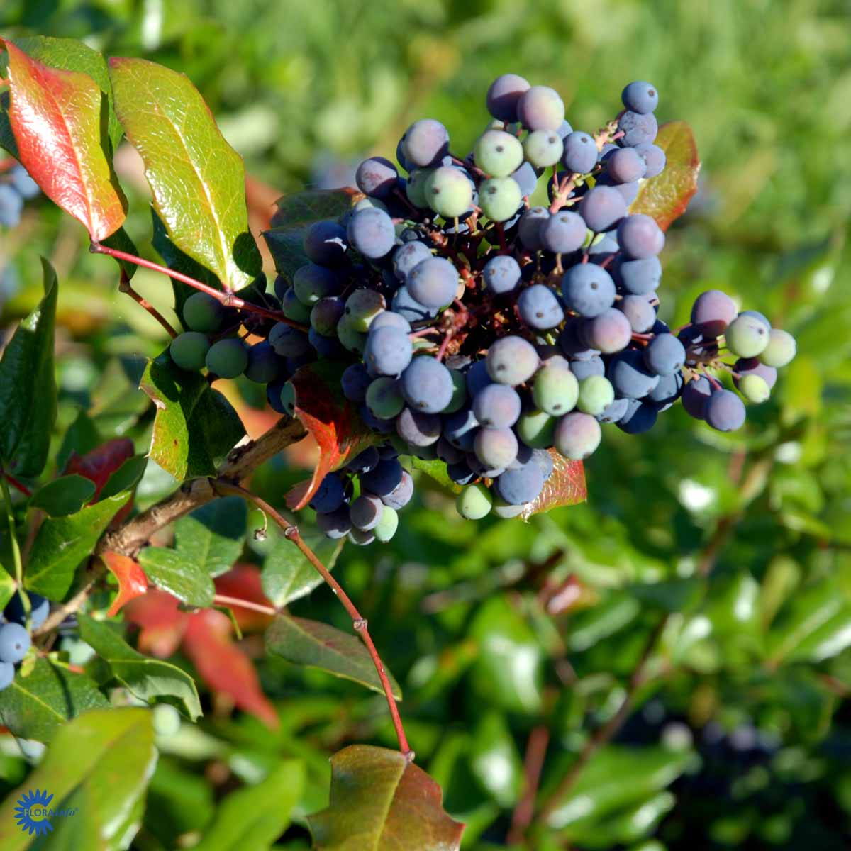 Bilde av Mahonia aquifolium-Spanne Plantesalg