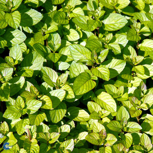 Bilde av Mentha villosa 'Mojito'-Spanne Plantesalg