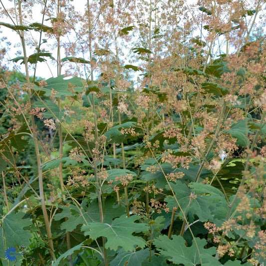 Bilde av Macleaya microcarpa-Spanne Plantesalg