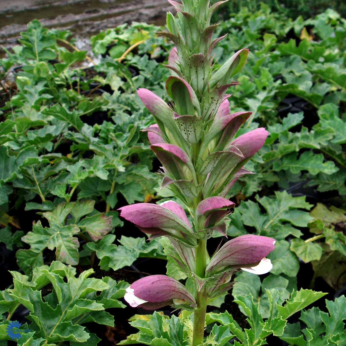 Bilde av Acanthus Mollis-Spanne Plantesalg