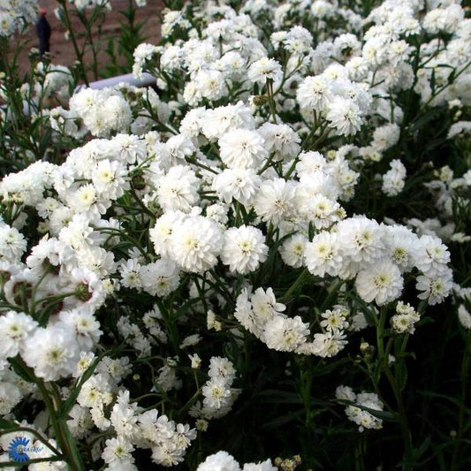 Bilde av Achillea ptarmica 'Perry's White'-Spanne Plantesalg