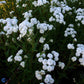 Bilde av Achillea ptarmica 'Perry's White'-Spanne Plantesalg