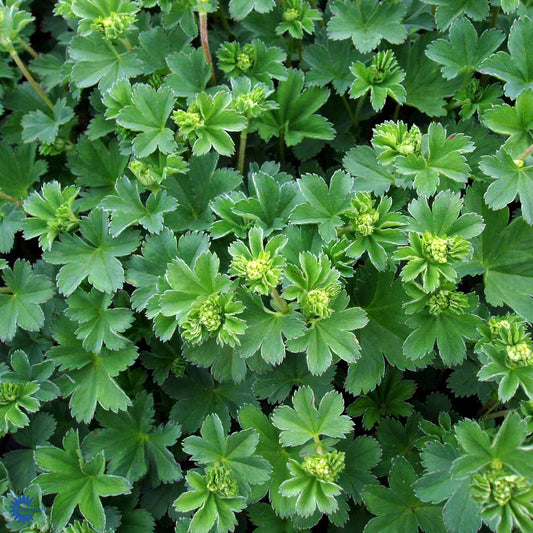 Bilde av Alchemilla erythropoda 'Alma'-Spanne Plantesalg