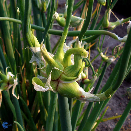 Bilde av Allium cepa var. viviparum-Spanne Plantesalg