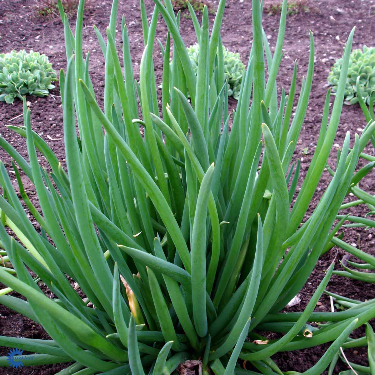 Bilde av Allium fistulosum-Spanne Plantesalg