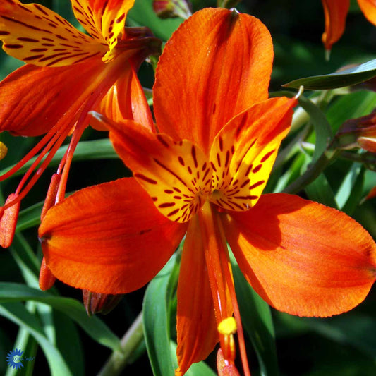 Bilde av Alstroemeria a. 'Orange King'-Spanne Plantesalg