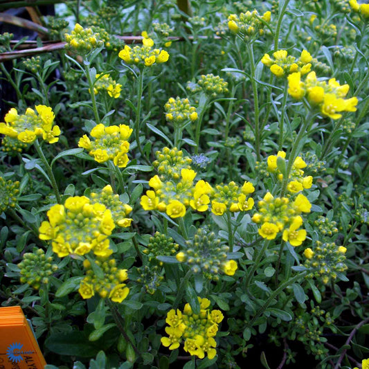 Bilde av Alyssum montanum 'Berggold'-Spanne Plantesalg