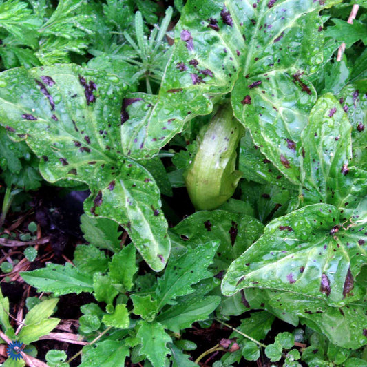 Bilde av Arum maculatum-Spanne Plantesalg