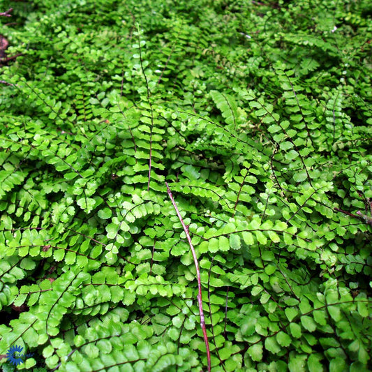 Bilde av Asplenium trichomanes-Spanne Plantesalg