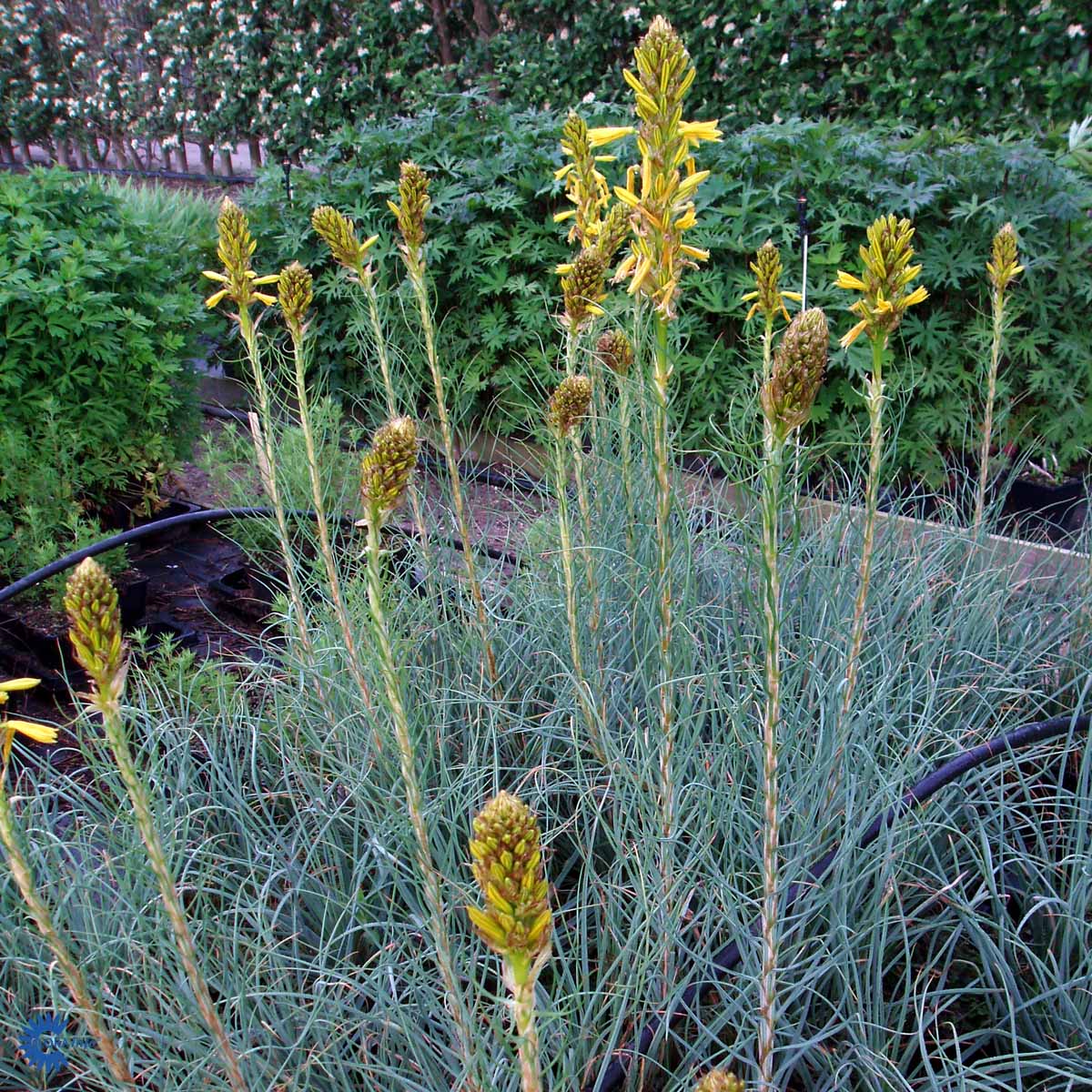 Bilde av Asphodeline lutea-Spanne Plantesalg