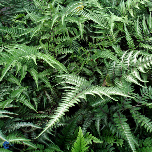 Bilde av Athyrium niponicum pictum-Spanne Plantesalg