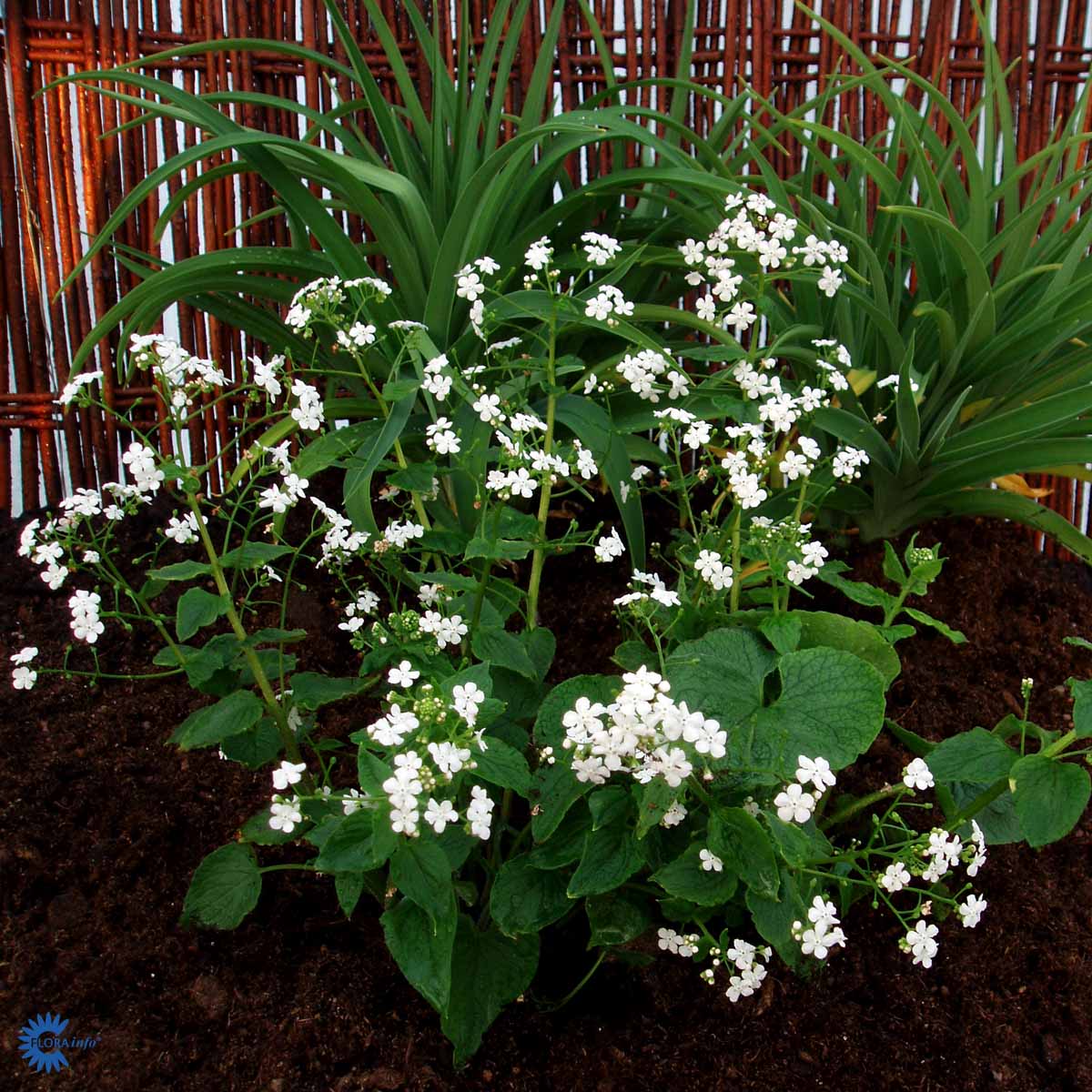 Bilde av Brunnera macr. 'Betty Bowring'-Spanne Plantesalg