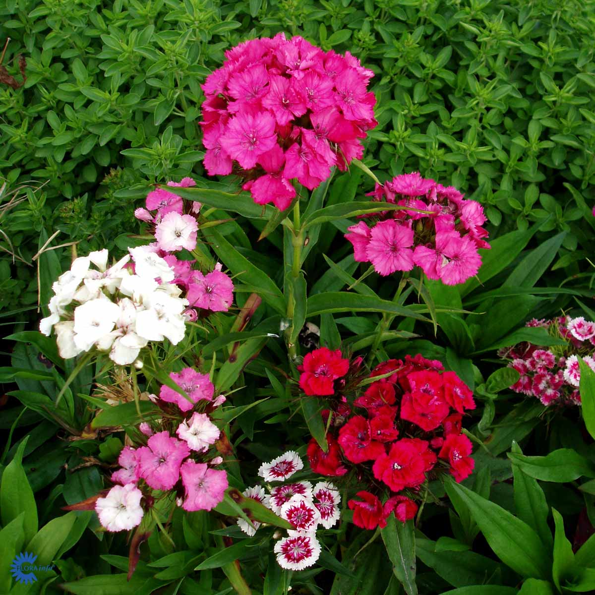 Bilde av Dianthus barbatus-Spanne Plantesalg