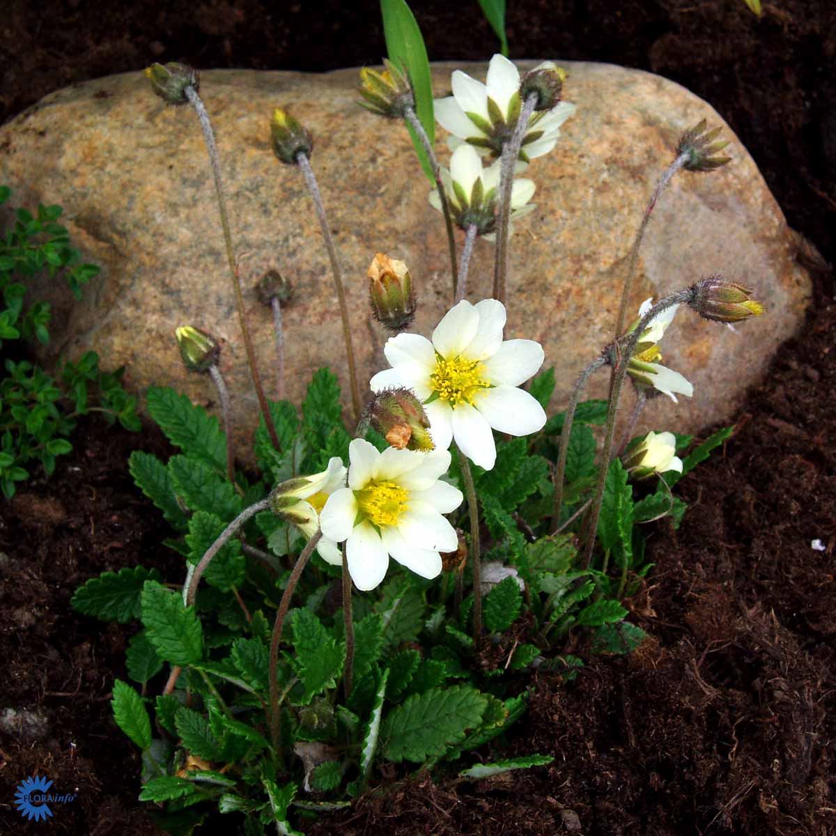 Bilde av Dryas suendermannii-Spanne Plantesalg