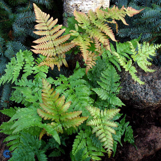 Bilde av Dryopteris Erythrosora-Spanne Plantesalg