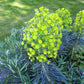 Bilde av Euphorbia characias wulfenii-Spanne Plantesalg